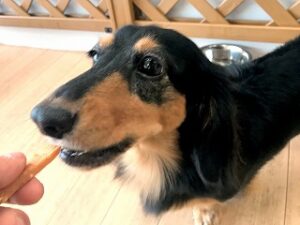 おやつを食べている犬ちゃん。