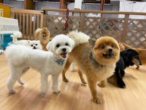 ペットホテルで新しいお友達が出来た犬ちゃん。