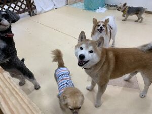 カメラ目線の犬ちゃん