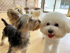 仲良くお話し中の犬ちゃん。