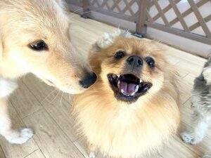 お友達とスキンシップをする犬ちゃん。