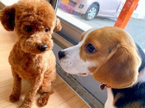 お話し中の犬ちゃん