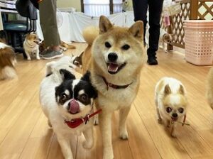 ペットホテルでかけっこをしている犬ちゃん。