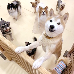 犬ちゃんが沢山ペットホテルでお泊りしています