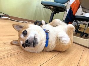 ペットホテルでのんびりくつろぐ犬ちゃん。