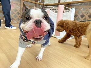 元気に走り回る犬ちゃん。