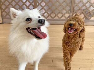 楽しくお散歩中の犬ちゃん達。