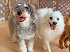 ペットホテルで仲良くお散歩中の犬ちゃん。