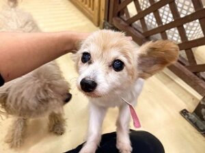 スタッフさんの膝の上でくつろぐ犬ちゃん。