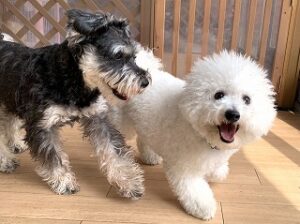 お友達とじゃれあう犬ちゃん達。