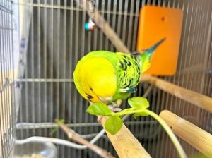 ペットホテルでお泊り中のインコちゃん。