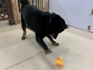 犬ちゃんとアヒルのおもちゃ