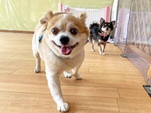 ペットホテルをお散歩中の犬ちゃん。