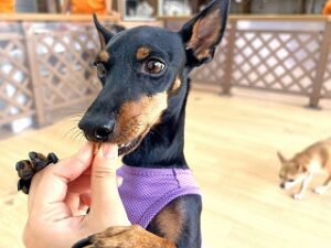 おやつを食べる犬ちゃん。
