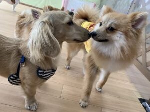 犬ちゃんお鼻でご挨拶