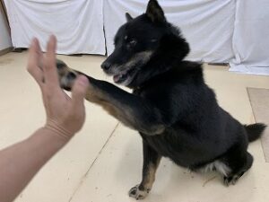 ハイタッチする犬ちゃん