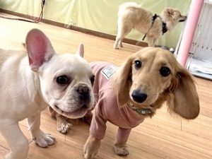 ペットホテルでのんびり過ごしている犬ちゃん。