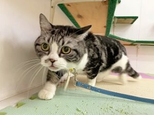 ペットホテルを探検中の猫ちゃん。