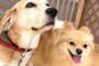 ペットホテルでお散歩中の犬ちゃん。