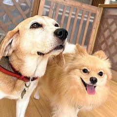 ペットホテルでお散歩中の犬ちゃん。