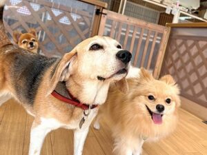 ペットホテルでお散歩中の犬ちゃん。