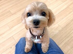スタッフさんの膝の上で一休みしている犬ちゃん。