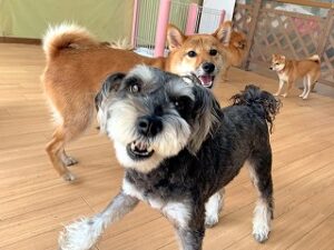 気分よさそうにお散歩する犬ちゃん。