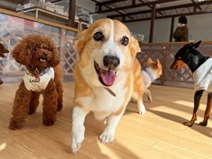 スタッフさんと一緒に遊びたい犬ちゃん。