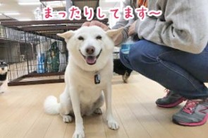 まったり犬ちゃん