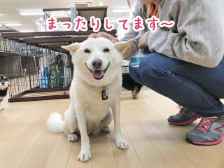 まったり犬ちゃん
