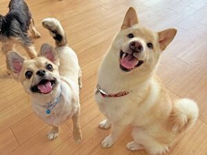 ペットホテルで新しいお友達が出来た犬ちゃん。