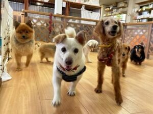 大好きなスタッフさんに駆け寄る犬ちゃん。