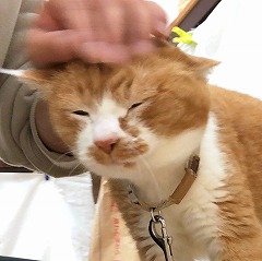 スタッフさんのなでなでが気持ちよさそうな猫ちゃん。