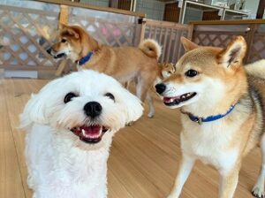 ペットホテルでくつろぐ犬ちゃん。