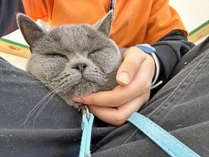 ホテルスタッフさんの膝の上でくつろぐ猫ちゃん。