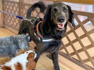 お友達とじゃれあう犬ちゃん。