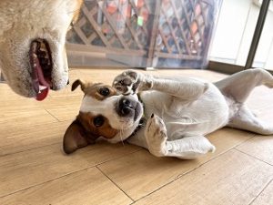 寝転ぶ犬ちゃん。