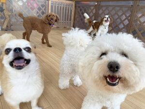 ペットホテルで元気に走り回る犬ちゃん。