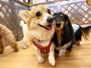 ペットホテルでかけっこをする犬ちゃん。