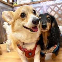 ペットホテルでかけっこをする犬ちゃん。