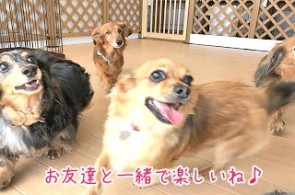 犬友達と一緒