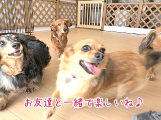 犬友達と一緒