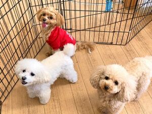 ペットホテルをお散歩中の犬ちゃん達。