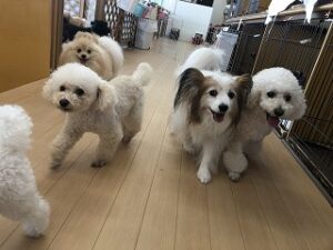 楽しそうに遊ぶ犬ちゃんたち