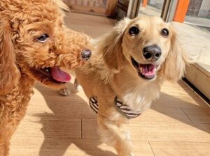 仲良くかけっこをしている犬ちゃん。