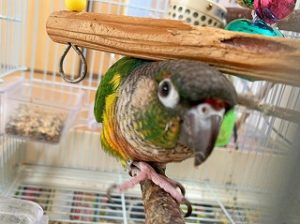 ペットホテルで遊んでいるインコちゃん。