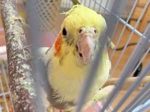 ペットホテルにお泊り中のインコちゃん。