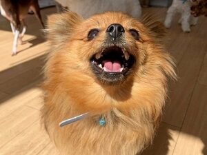 スタッフさんにご褒美をおねだりしている犬ちゃん。