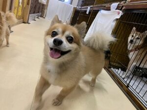 犬ちゃん追いかけっこ