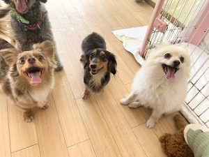 ペットホテルでくつろぐ犬ちゃん。